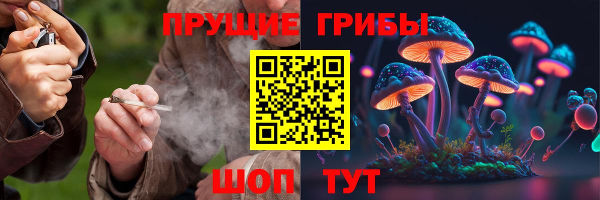 продажа наркотиков  Вход с VPN  Фрязино  Псилоцибиновые грибы GOLDEN TEACHER 